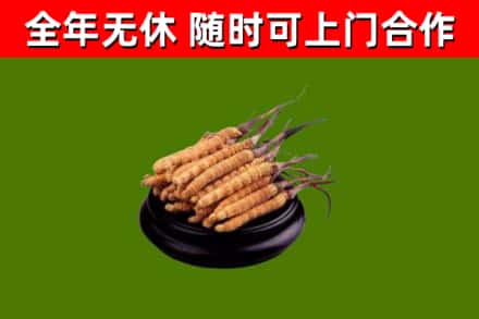 向阳烟酒回收冬虫夏草.jpg